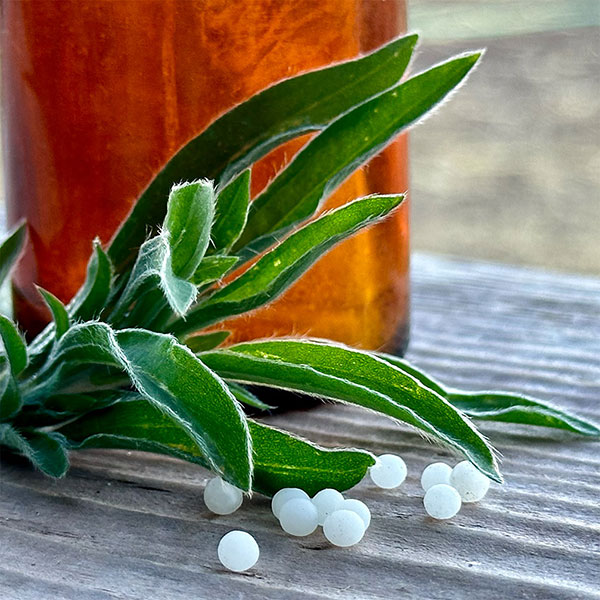 Homeopathy bottle and herb